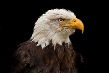 Bald Eagle, een portret