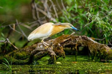 De blauwe reiger in de Donaudelta van Roland Brack