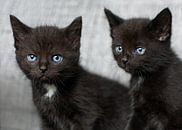 Twee kleine zwarte kittens par Christa Thieme-Krus Aperçu