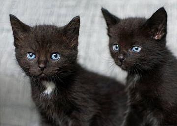 Twee kleine zwarte kittens van Christa Thieme-Krus