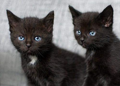 Two little black kittens