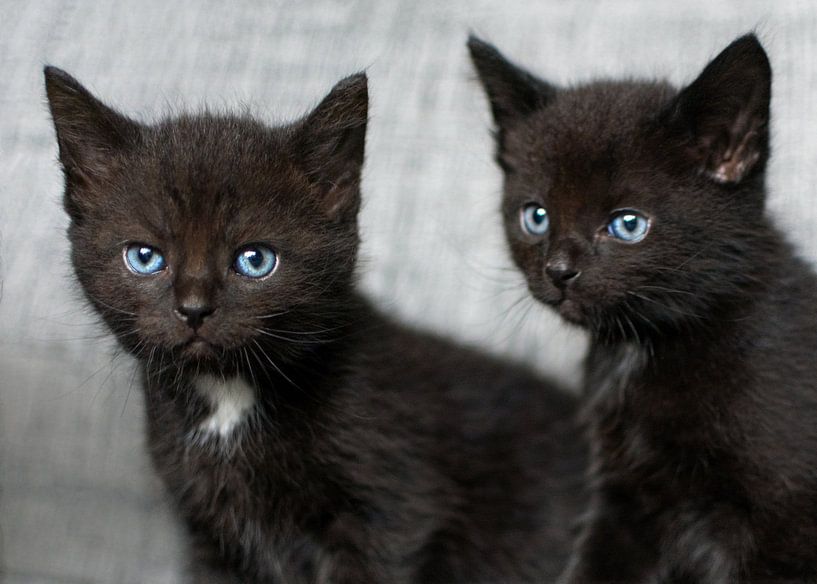 Twee kleine zwarte kittens par Christa Thieme-Krus
