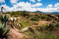 Schaapherder in de Heilige Valei, Peru van Francisca Snel thumbnail