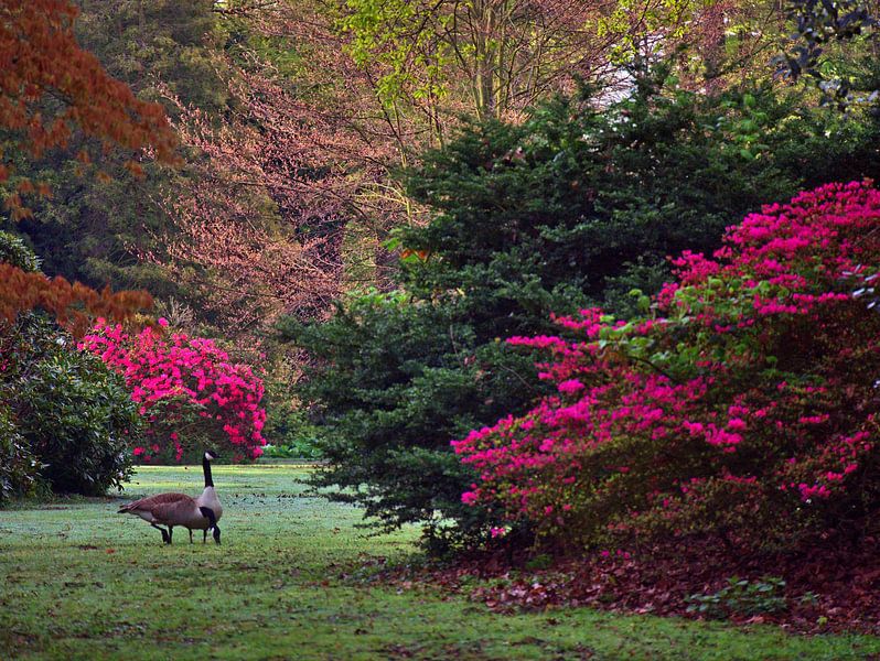Rhododendron bloei van Edgar Schermaul