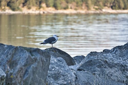 Zeemeeuw op een steen aan het fjord in Noorwegen