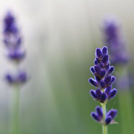 Lavendel von Thijs Schouten