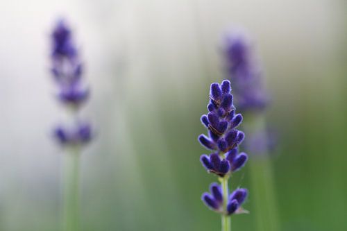Lavendel