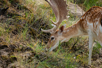 Fallow deer in the wild (Netherlands)
