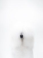 Witte poedel