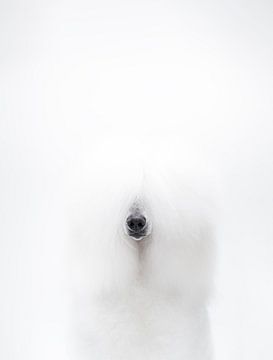 Caniche blanc sur Janine Bekker Photography