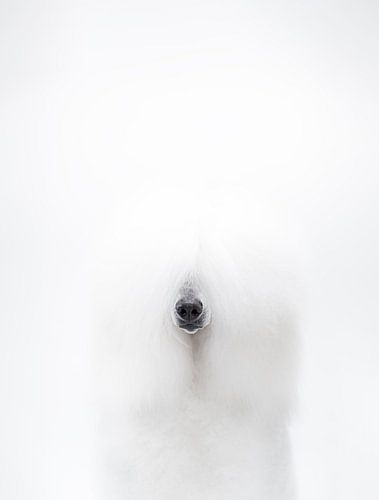 Caniche blanc