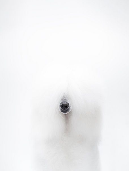 Weißer Pudel von Janine Bekker Photography