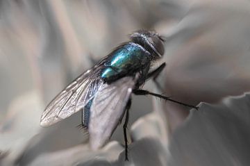 Blauwe vleesvlieg van Hans Heemsbergen