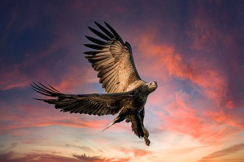 Pygargue à queue blanche, Haliaeetus albicilla