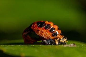 Puppe eines Marienkäfers auf einem Blatt