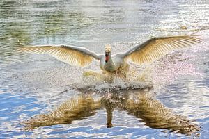 Der Schwan kommt wieder zu mir