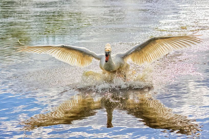 Der Schwan kommt wieder zu mir von Marjolein Deelen