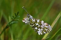 Butterfly Orange Tip