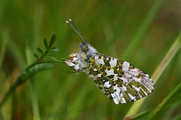 Schmetterling Orange Tip von SchoutenFoto