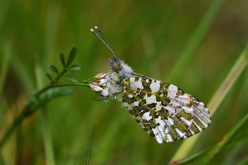 Butterfly Orange Tip
