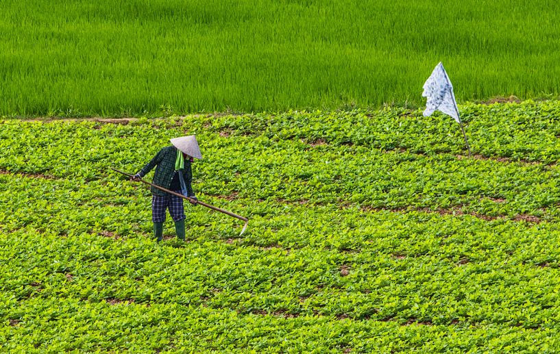 Landwirtschaft von Reinier de Rooie