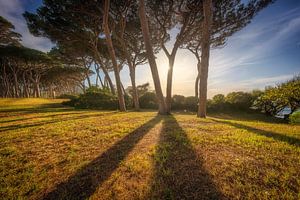 Pinienbäume bei Sonnenuntergang. Baratti, Toskana