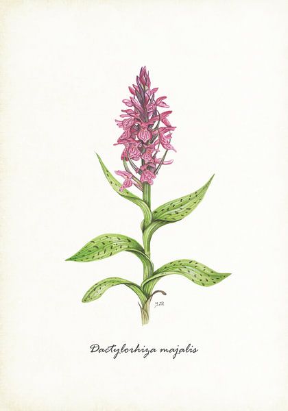 Breite Orchis von Jasper de Ruiter