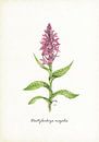 Breite Orchis von Jasper de Ruiter Miniaturansicht