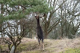 Dam deer male by Merijn Loch