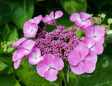 pink Hydrangea macrophylla in garden by ChrisWillemsen