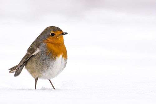 Roodborst in de sneeuw