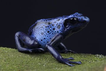 Blauwe Pijlgifkikker (Dendrobates tinctorius azureus) van Ronald Pol