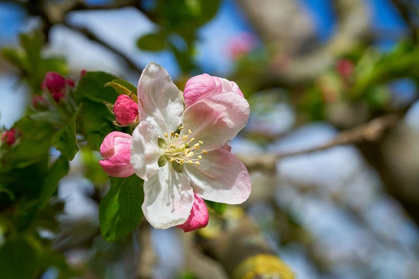 Fleurs sur un pommier par Heiko Kueverling