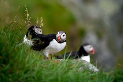 Staring puffin