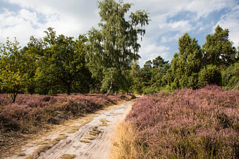 Heide Stroothuizen