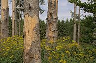 Wald mit Fuchssches Greiskraut in den Ardennen von Kristof Lauwers Miniaturansicht