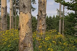 Forest with wood ragwort in the Ardennes by Kristof Lauwers