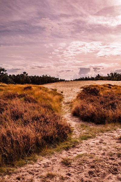 Heath Sun 1 - Loonse en Drunense Duinen par Deborah de Meijer