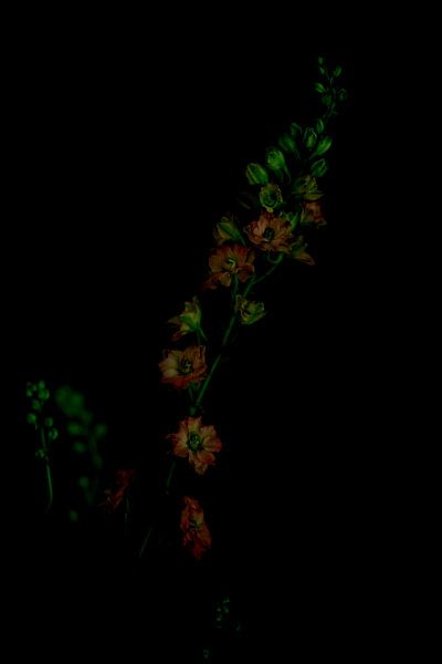 flower van Carla Van Iersel