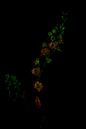 flower van Carla Van Iersel thumbnail
