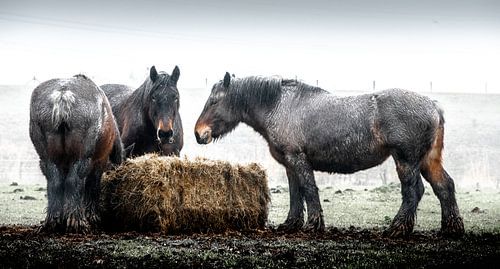 Workinghorses eating hay