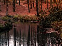 Veluwse beek