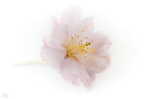 Fleurs printanières aux couleurs douces