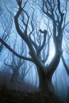 Evil Forest van Daniel Laan