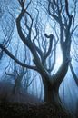 Evil Forest van Daniel Laan thumbnail