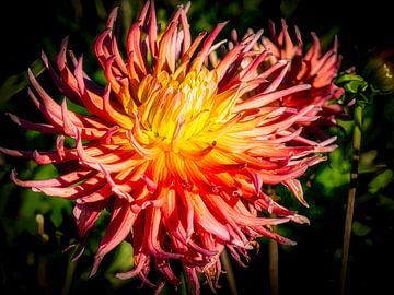 bloeiende dahlia's van Dieter Walther