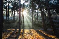 Zonnestralen schijnen door mist in het bos van Yvette Baur thumbnail