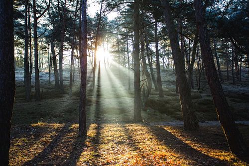 Zonnestralen schijnen door mist in het bos
