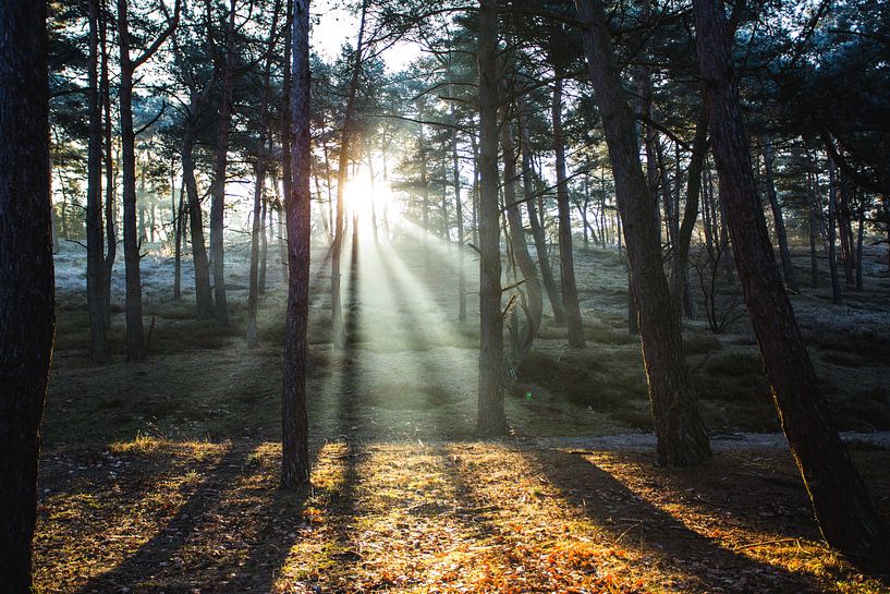 Zonnestralen schijnen door mist in het bos van Yvette Baur