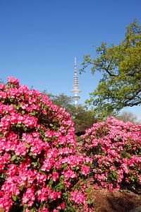 Fernsehturm, Rhododendronblüte, Japanischer Garten, Hamburg, Deutschland